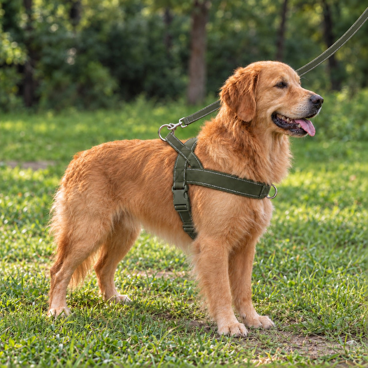 Golden retriever på gräsmatta i grön Gångro antidragsele