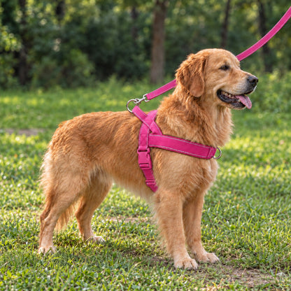 Golden retriever på gräsmatta i rosa Gångro antidragsele