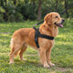 Golden retriever på gräsmatta i svart Gångro antidragsele med koppel
