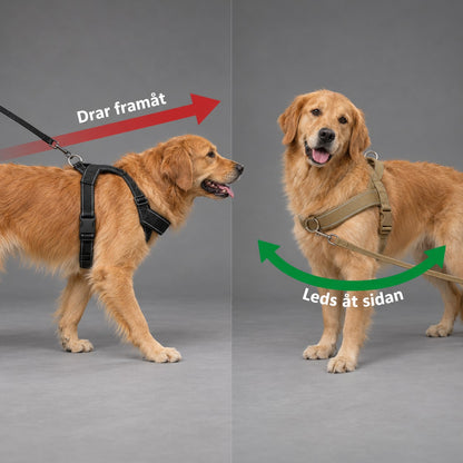 Hunden drar framåt i vanlig sele och leds åt sidan med fästet på bröstet