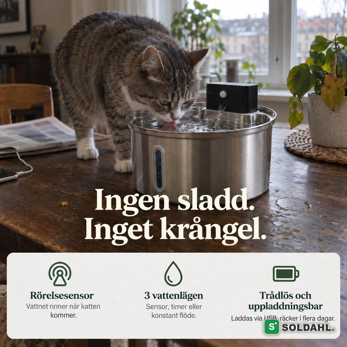 Katt dricker ur fontanen