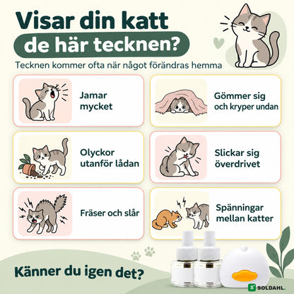 Tecken på en orolig katt: jamar, gömmer sig, fräser och spänningar mellan katter