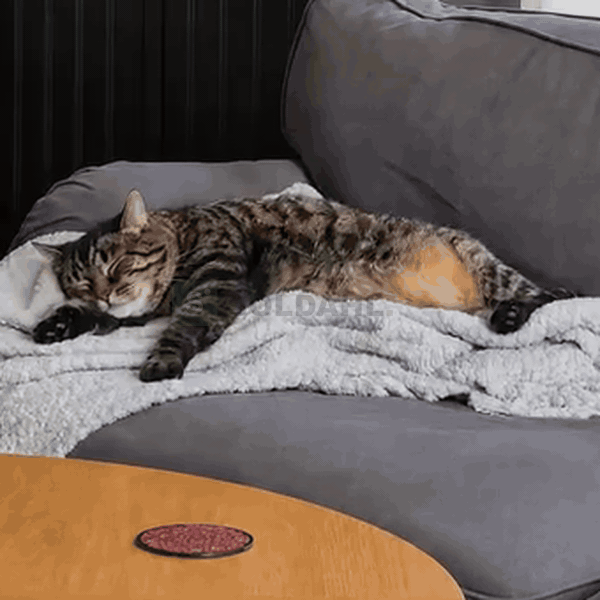 Katten gömmer sig när det ringer på, blåser åt den nya katten eller vankar runt på nätterna.