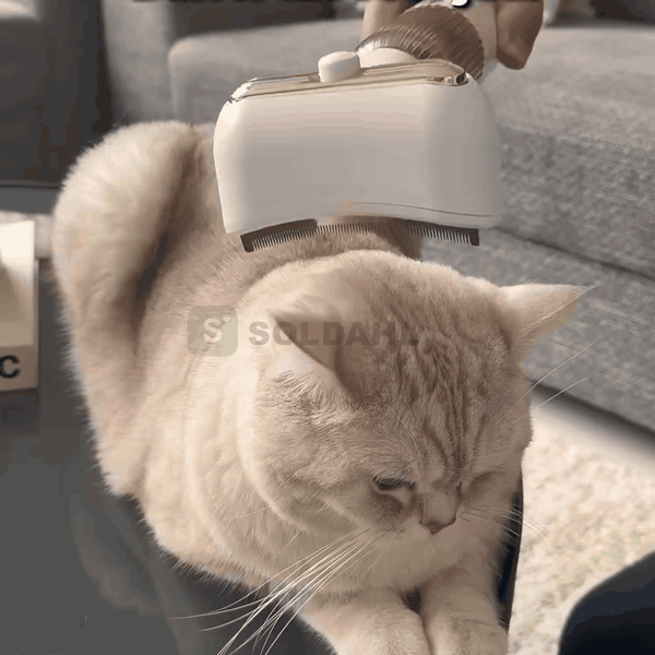 Har din katt dubbelpäls? Då kommer håret ur underullen.