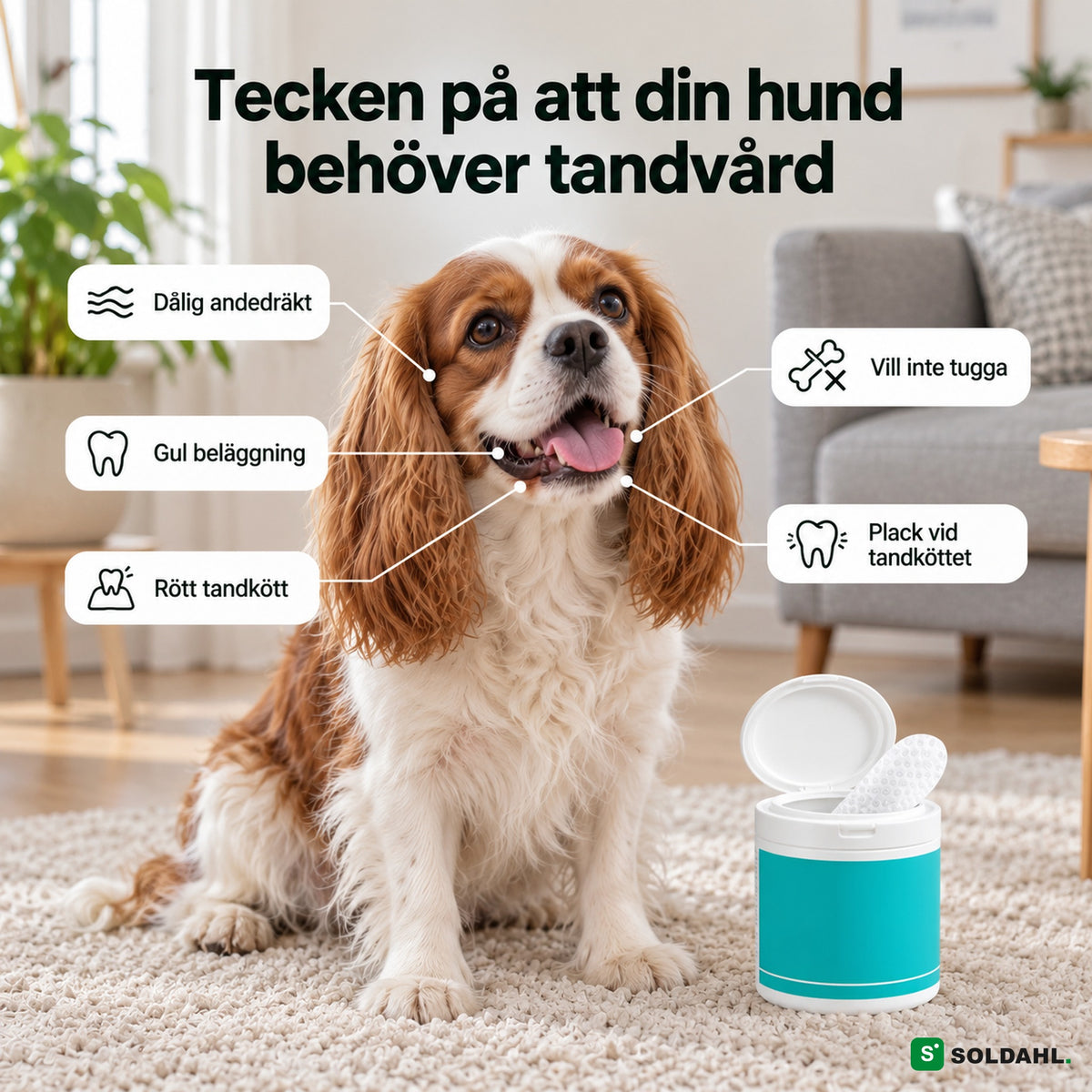 Tecken på att din hund behöver tandvård: andedräkt, beläggning, tandkött